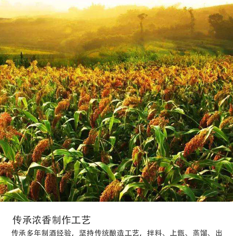 小糊涂仙52°-720普仙详情页(2019年版本)_09.jpg